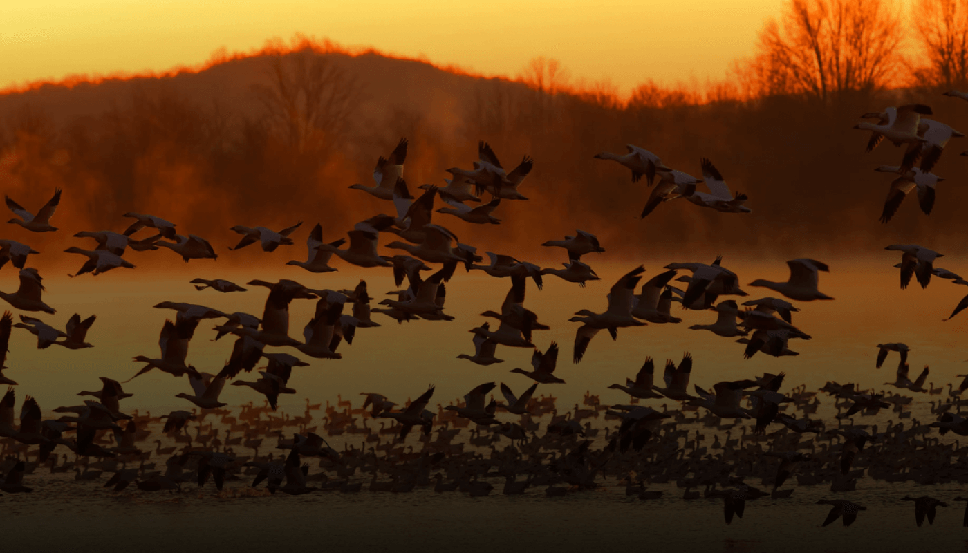 Acgeiv Association De Chasse Roz Sur Couesnon Actualite Article 2 2